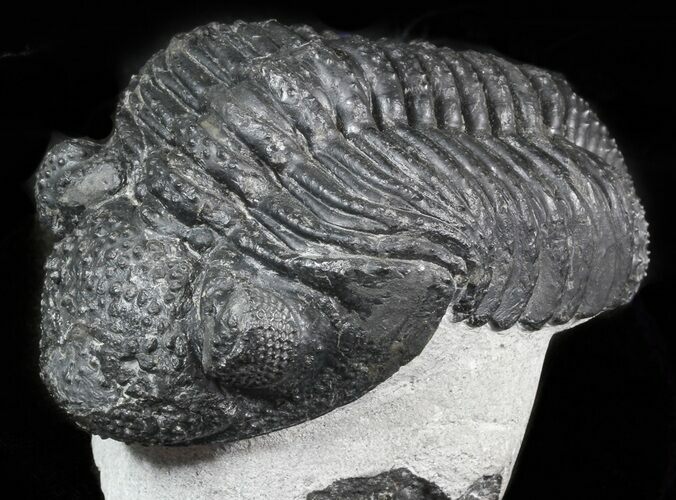 Drotops Trilobite On Pedestal of Limestone #45607